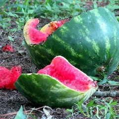 Watermellon Splat