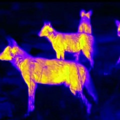 ballad pierre bourne ntp edit