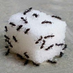 Antworld | 83bpm