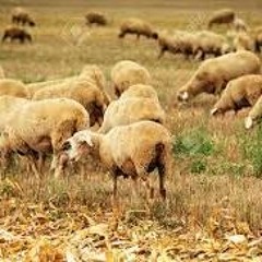 Sheep - Large Group - Sound Effect