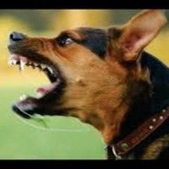 Large Dog Barking - Sound Effect