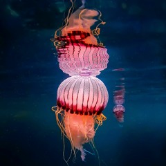 Everything Falls Into Place