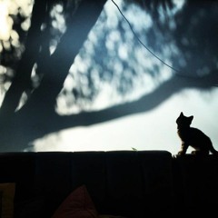 Space Kitty's Lucid Dream