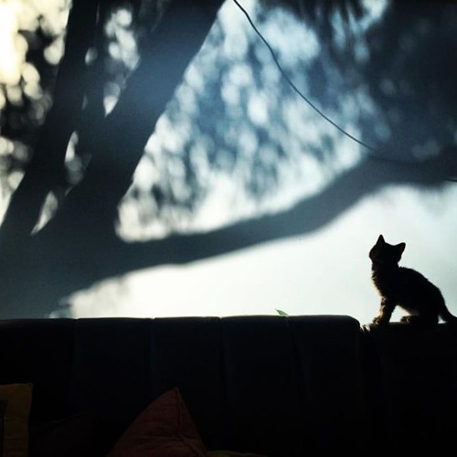 Space Kitty's Lucid Dream