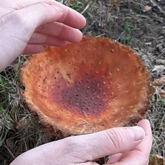 Natural Lateral
