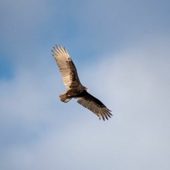 Homies Told me (freestyle)