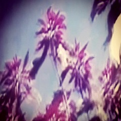 diffuse and distorted