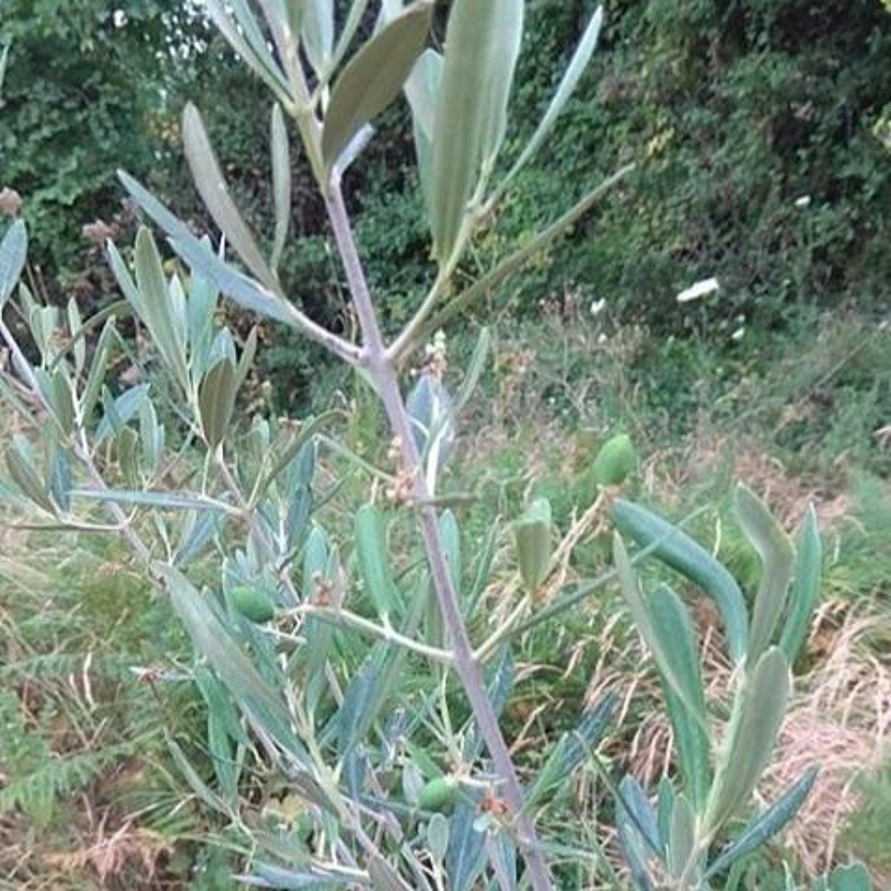 8. À TAAABLE ! Etc... Camille