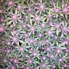 How to Grow Monster Plants Fast