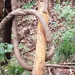 The Mu Mu Step- 'The Mu Mu Step'