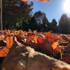 Falling Leaves