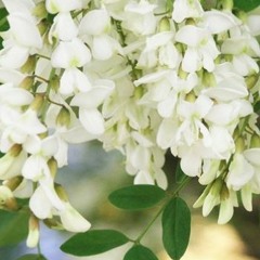 Bunch of scented acacia white, song in Ukrainian, by Bonna Shejve