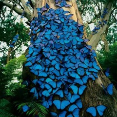 Butterflies....
