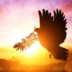 الطائر الأبيض - القلب حالف | Libyan Reggae-White Bird.