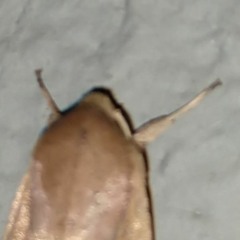 Moth Ra