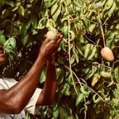 mango tree