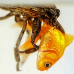 What The Fuck Happened