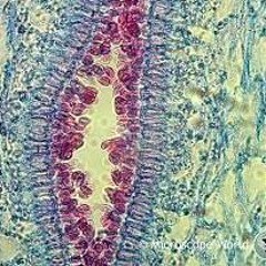 spores