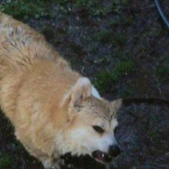 Павел Пламенев Солдатами не рождаются