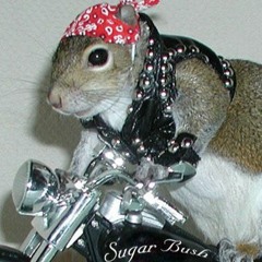 Squirrels, Squirrels, Squirrels