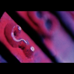 Sauvés du vent... À propos de Richard Brautigan