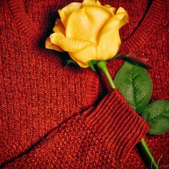 شبت بضلوعي ناره