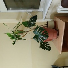 Monstera Schweiz