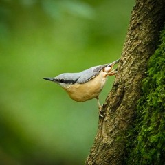 Autumn Birdsong and Stream