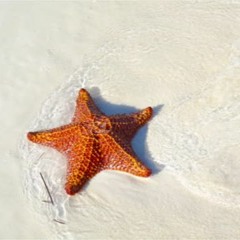 The Starfish Song