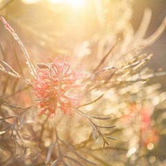 MTSP - Fleurs De Lumière (evol mix)