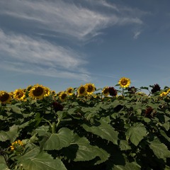 untitled - rex orange county (cover)