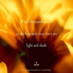 halF chrysanthemuM [naviarhaiku308]