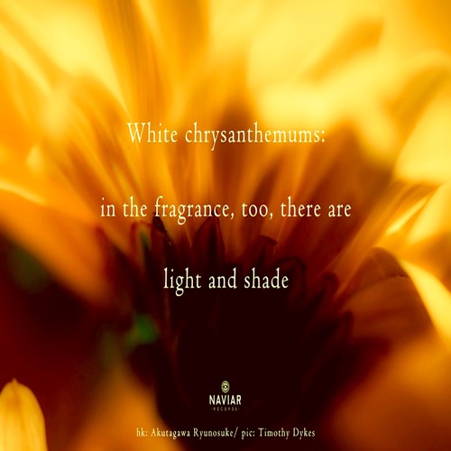halF chrysanthemuM [naviarhaiku308]