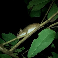 Amazon Rainforest - Riverside - Calm Night Atmosphere With Bamboo Rat
