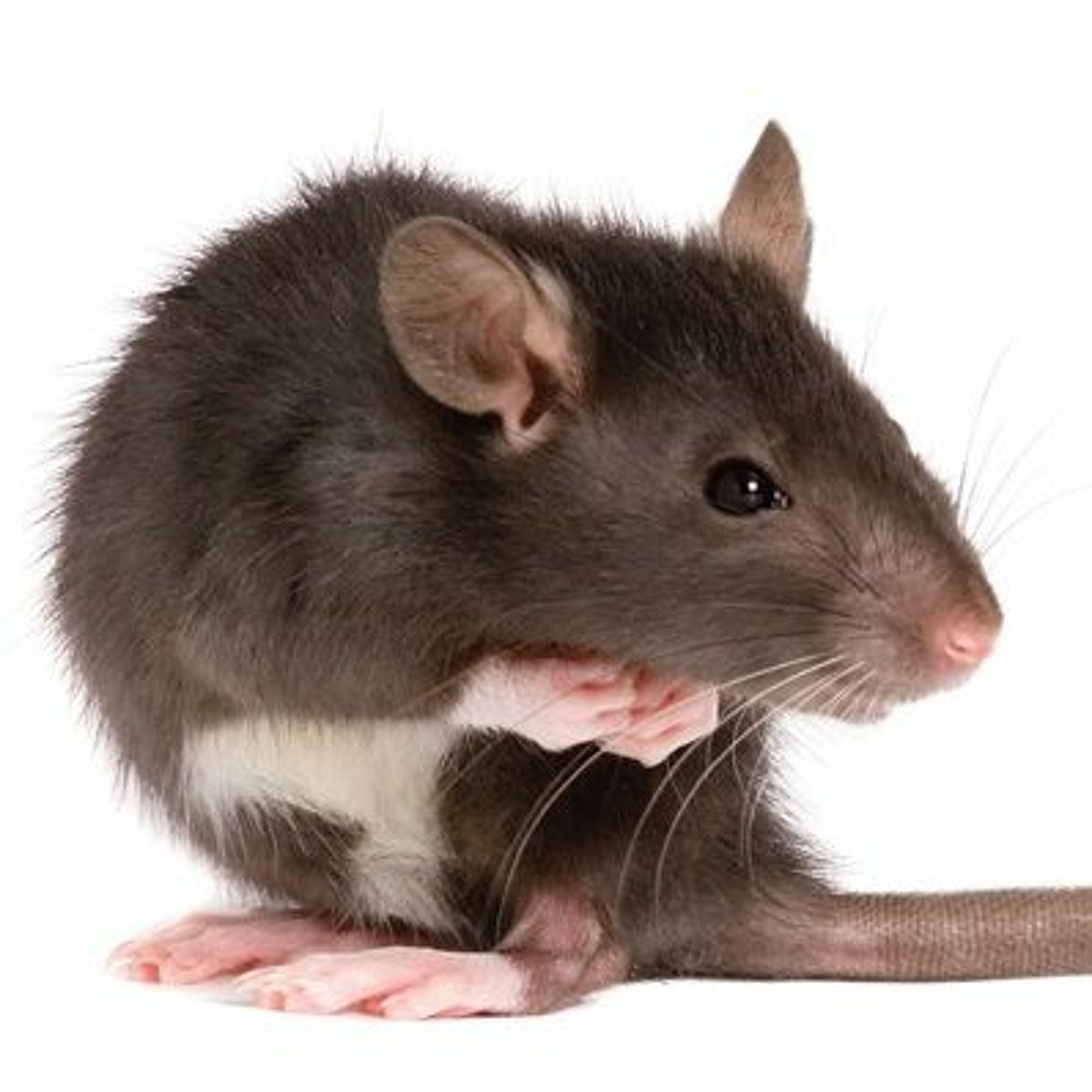 Rats episode artwork