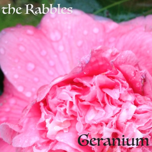 Geranium