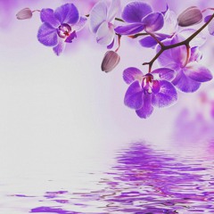 orchid