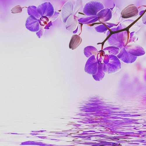 orchid