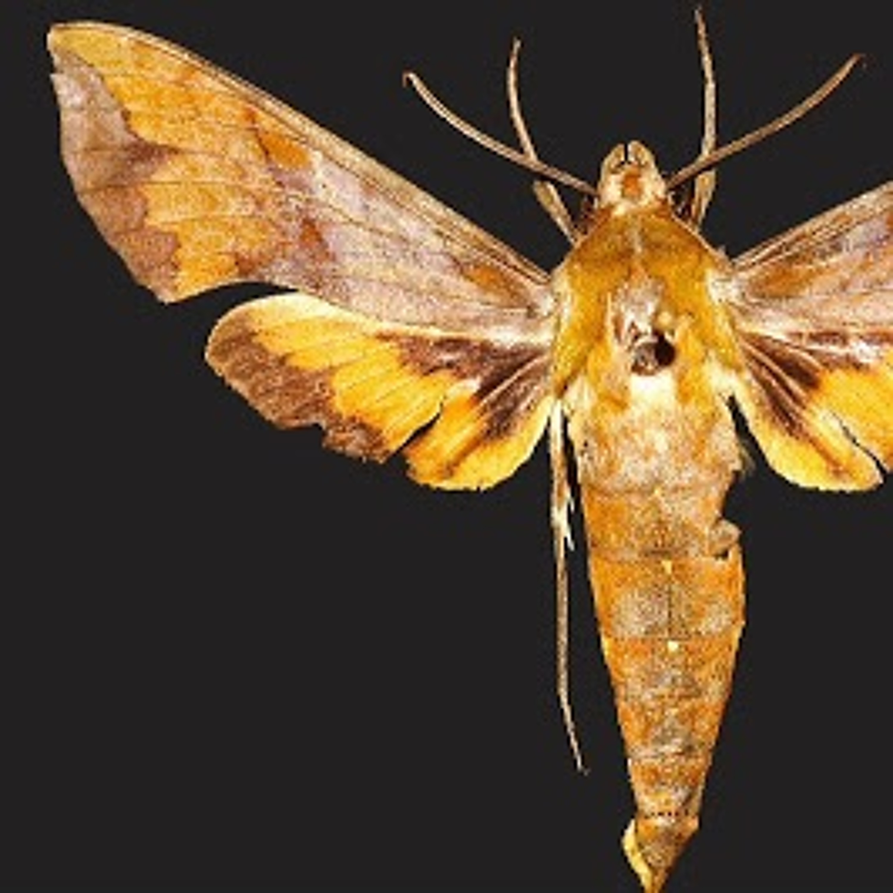 Lepidoptera episode artwork
