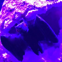 Nomadic Bat
