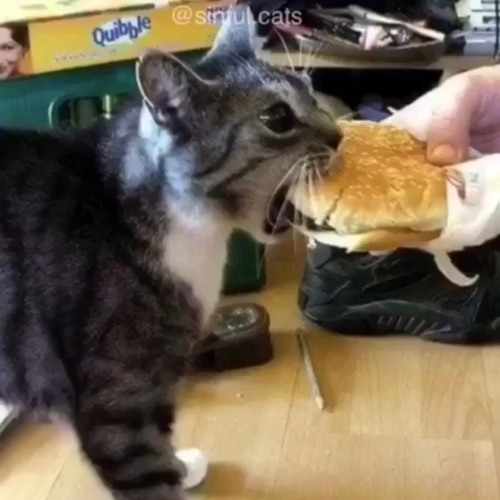 My Cat Eats Anything