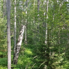 Old Birch Forest in July