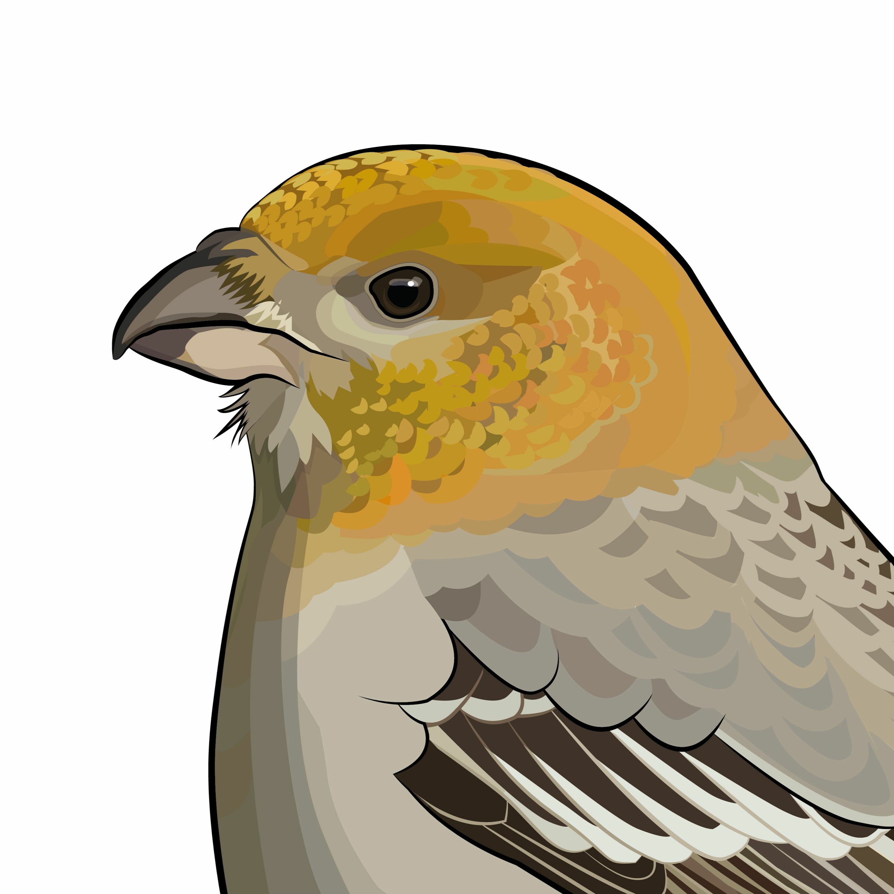 Pippipodden