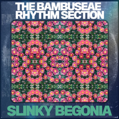 Slinky Begonia
