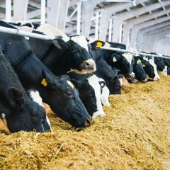 2° parte: Bovine da latte. La tutela del benessere in Emilia-Romagna