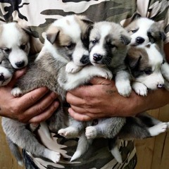 Щенки