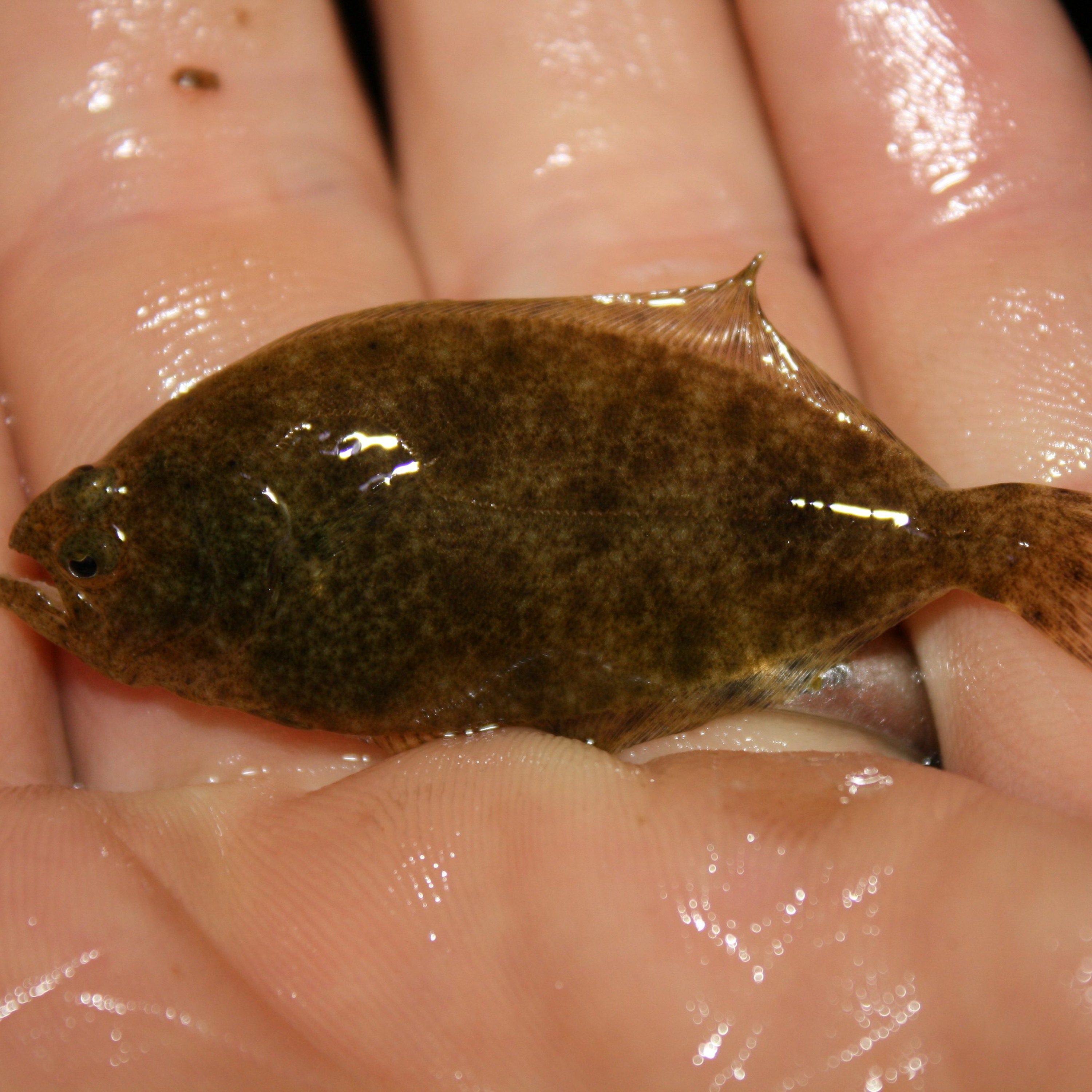 Coastal Advocacy Adventures Podcast