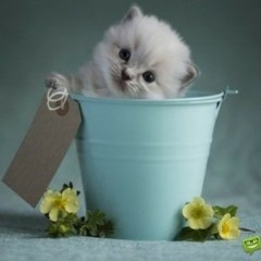 Chotii chotii gall da bura na manaya kr...