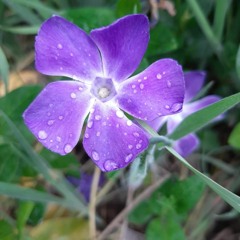 MIMESIS Freestyle en la Zorra Records