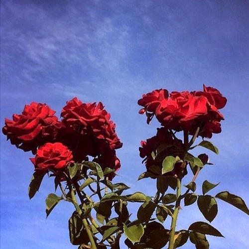 • mai  c h i l l  list •